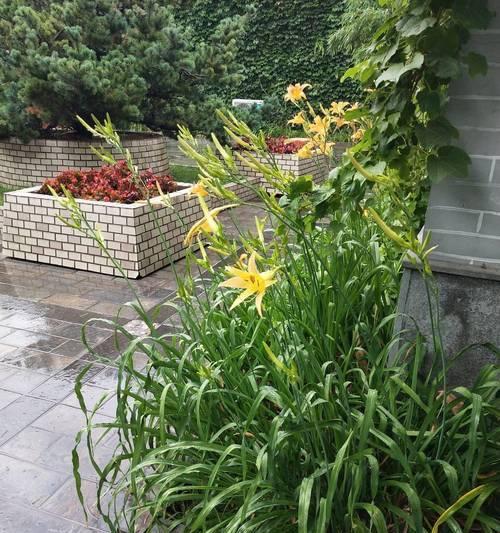 养颜雾培百合是什么植物？雾培百合的养护方法是什么？