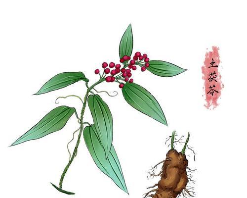 茯苓属于哪个植物科？它的主要特性是什么？