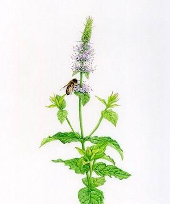 北斗子是什么植物？北斗子植物有哪些特点和用途？