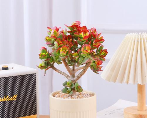 好看又好养的花卉盆栽有哪些？哪些盆栽既美观又易打理？