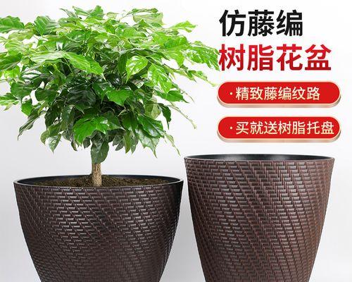 魏家花盆花卉有哪些品种？它们的特色是什么？