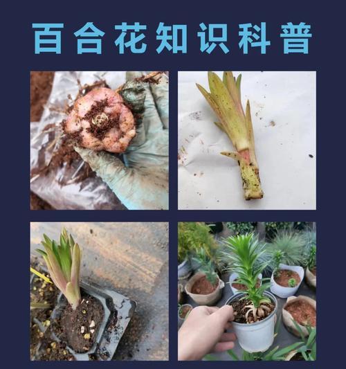带芽头的百合种植步骤是什么？