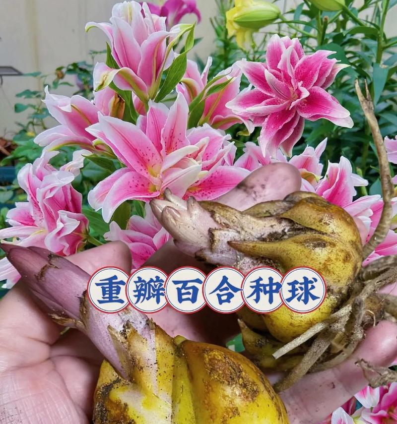 带芽头的百合种植步骤是什么？