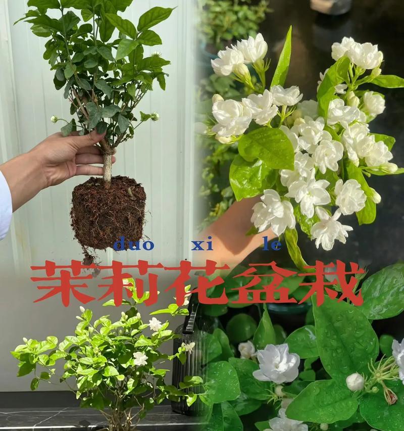 茉莉盆栽的最佳栽培时间是什么时候？