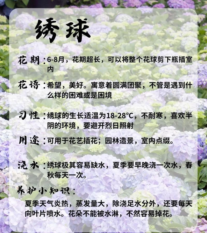 哪些木本花卉会长出小绒毛球？它们的养护要点是什么？