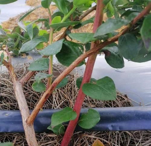 蓝莓适合哪种土壤？如何为蓝莓选择合适的种植土壤？