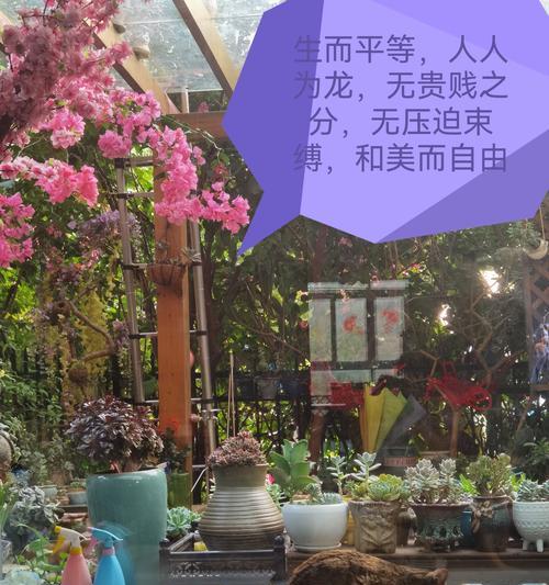 桌上适合摆放哪些花卉植物？如何进行日常养护？