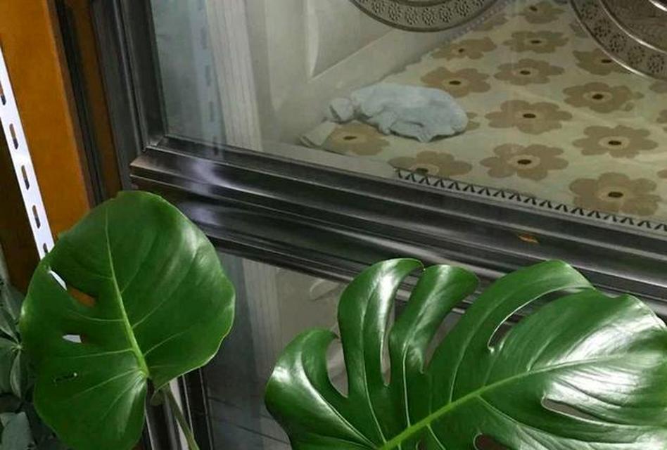 褐藻水培植物如何养护？需要注意什么？