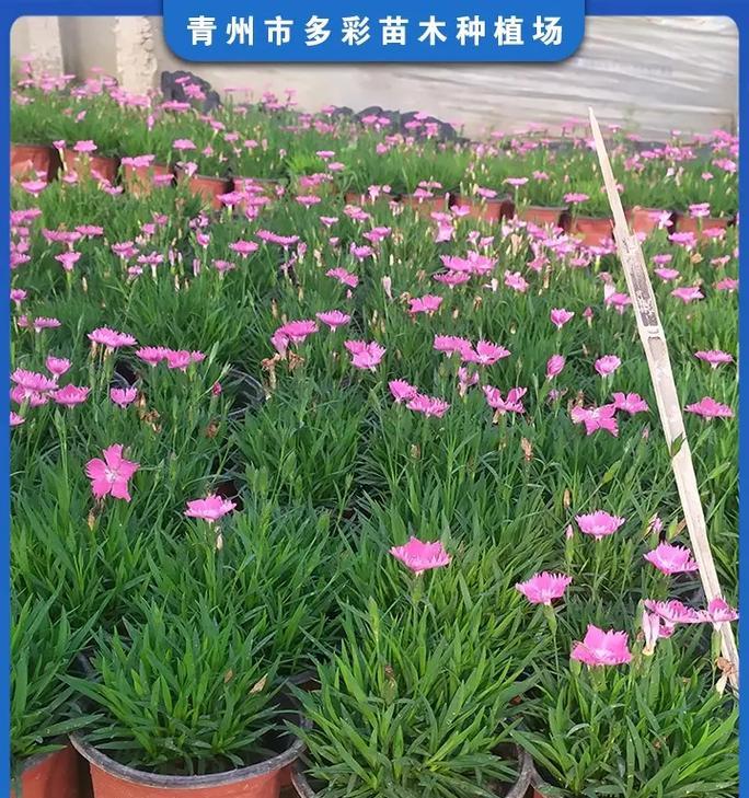 海南气候适宜种植哪些花卉？