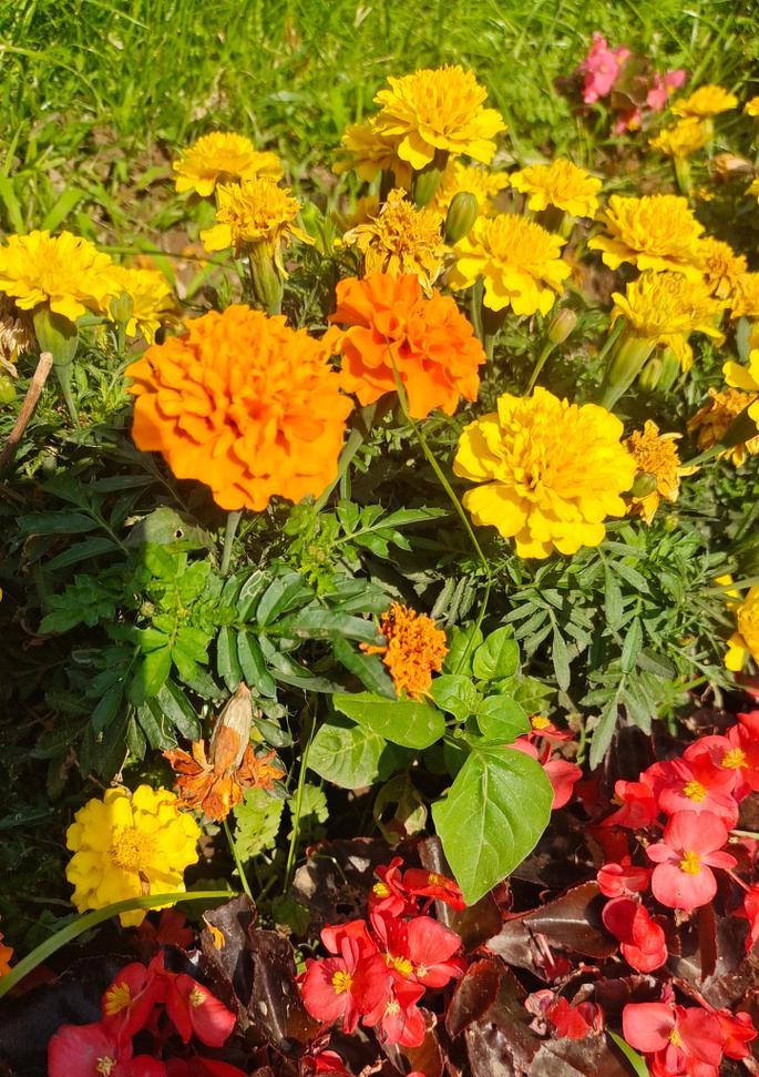 花坛中适合种植哪些小型花卉？它们的生长习性如何？