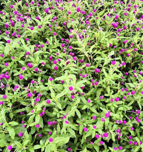 花坛中适合种植哪些小型花卉？它们的生长习性如何？