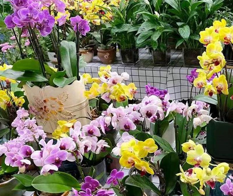 陈砦花卉市场西边小区是什么？在哪里？