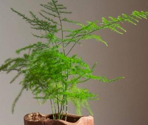 家中适合养哪些植物？如何选择有益健康的室内植物？