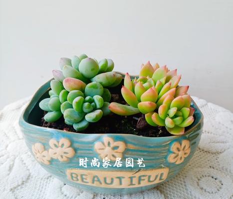哪些植物可以防辐射？如何选择有效的防辐射植物？