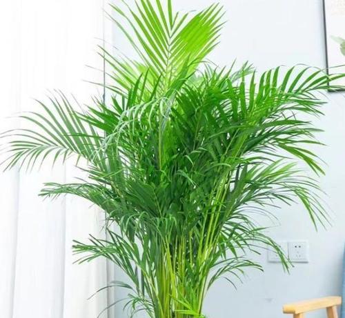湖边客厅花卉有哪些？如何选择适合湖边客厅的花卉？
