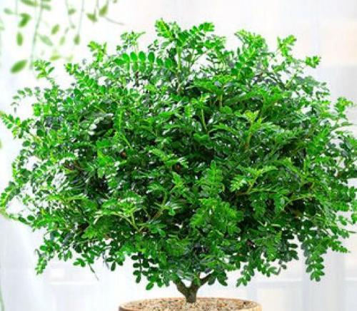 湖边客厅花卉有哪些？如何选择适合湖边客厅的花卉？