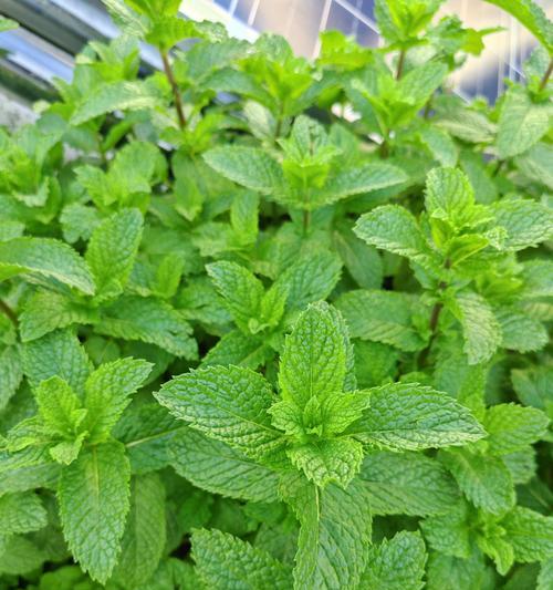 阳台小盘盆栽适合种植哪些植物？如何照料这些植物？