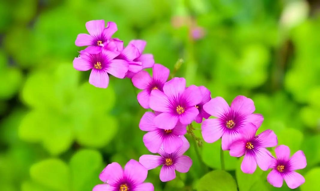 白花香中包含哪些花卉？它们各自有什么特点？