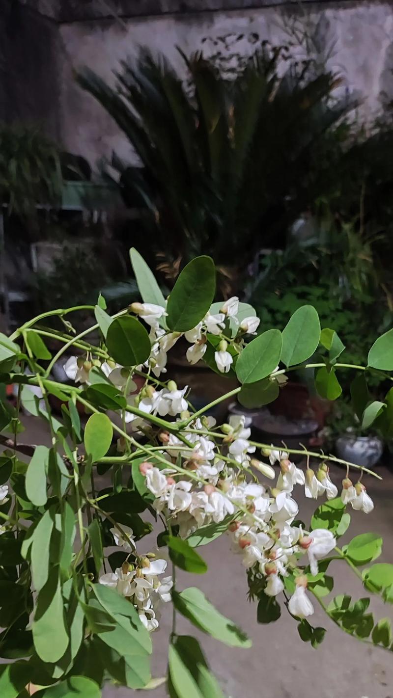 白花香中包含哪些花卉？它们各自有什么特点？