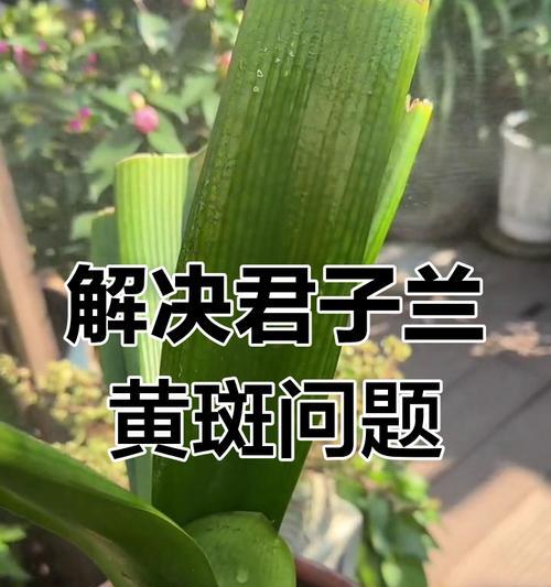 植物黄叶是什么原因造成的？如何预防和处理？