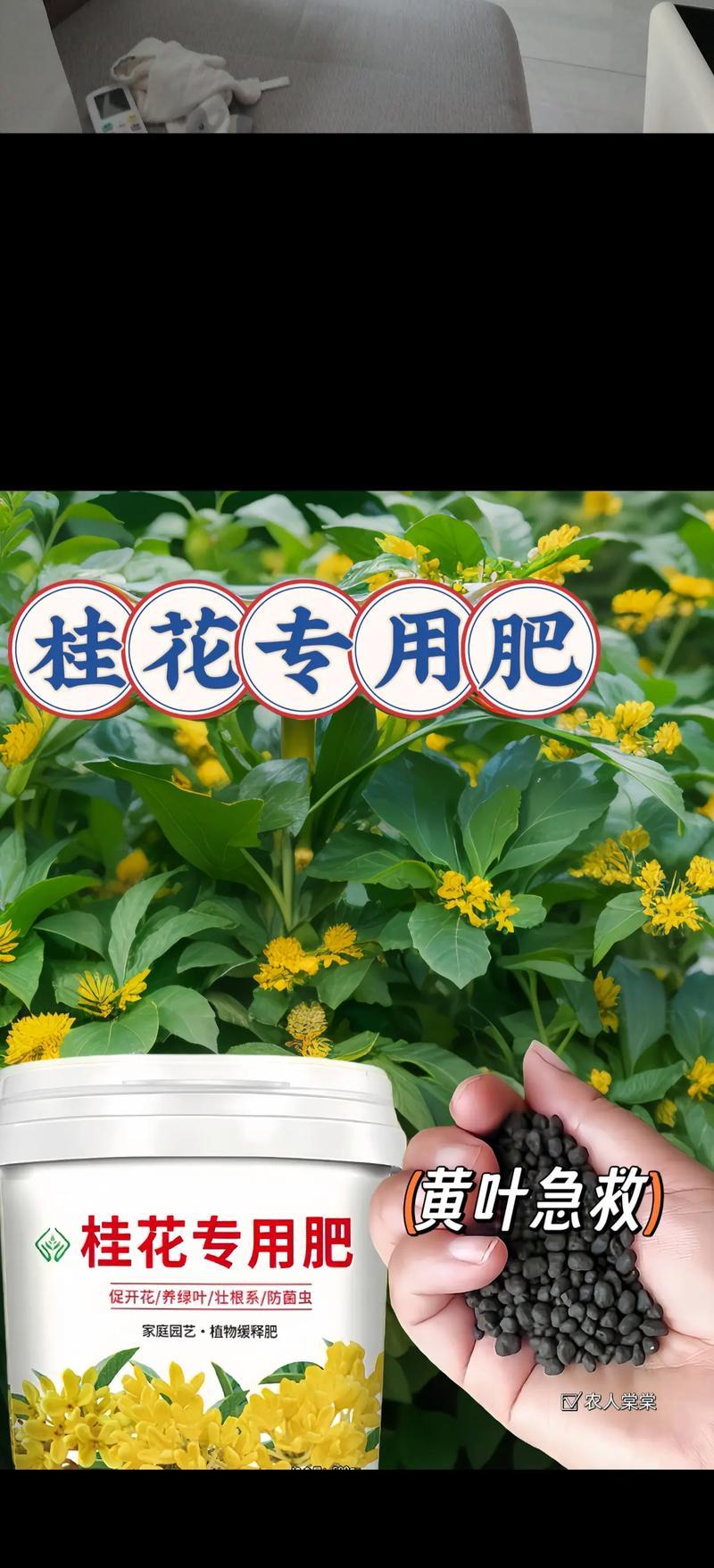 植物黄叶是什么原因造成的？如何预防和处理？