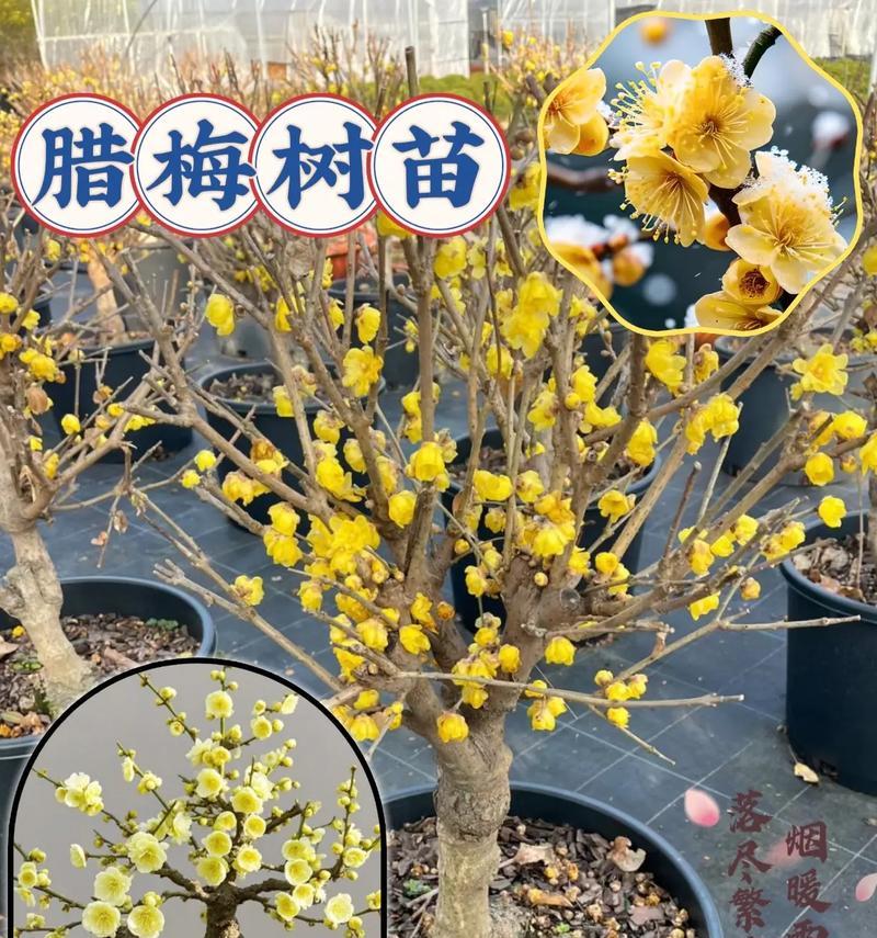 盆栽室内腊梅花的养护方法是什么？如何保持其花开不断？