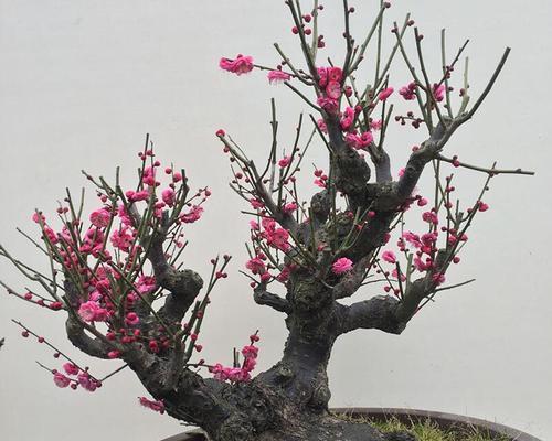 盆栽室内腊梅花的养护方法是什么？如何保持其花开不断？
