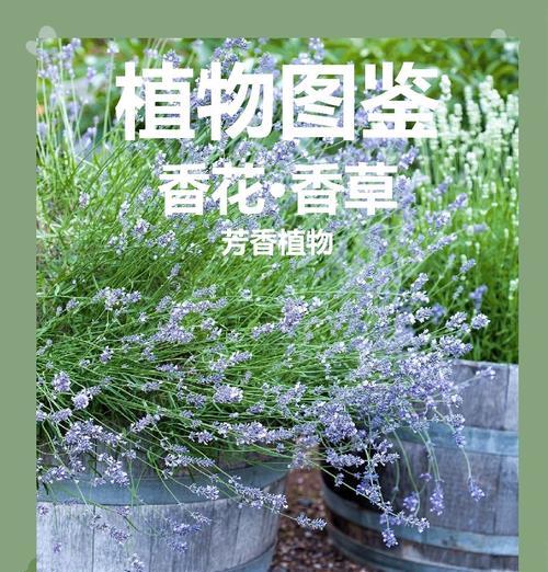 长日植物有哪些特点？