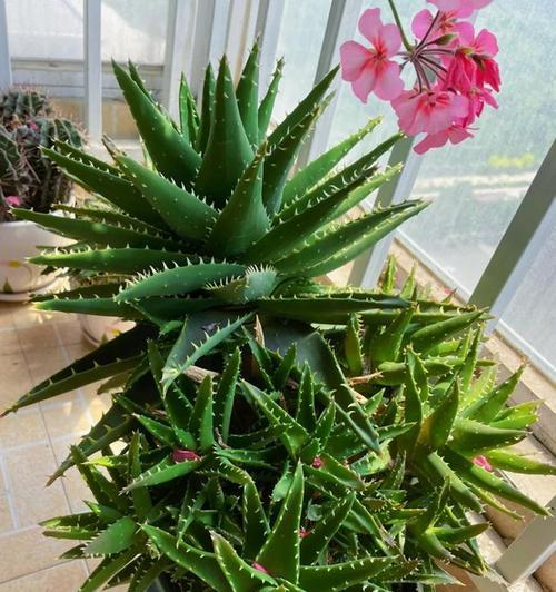 冬天花卉植物生长特点有哪些？如何养护？