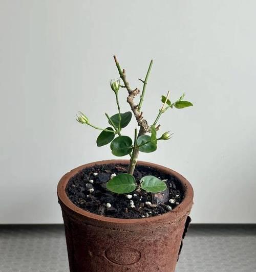 冬天花卉植物生长特点有哪些？如何养护？