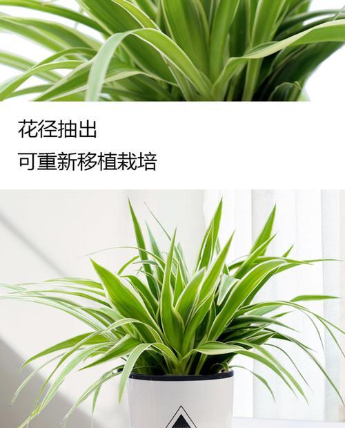 金色盆栽植物有哪些推荐？