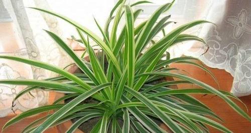 金色盆栽植物有哪些推荐？