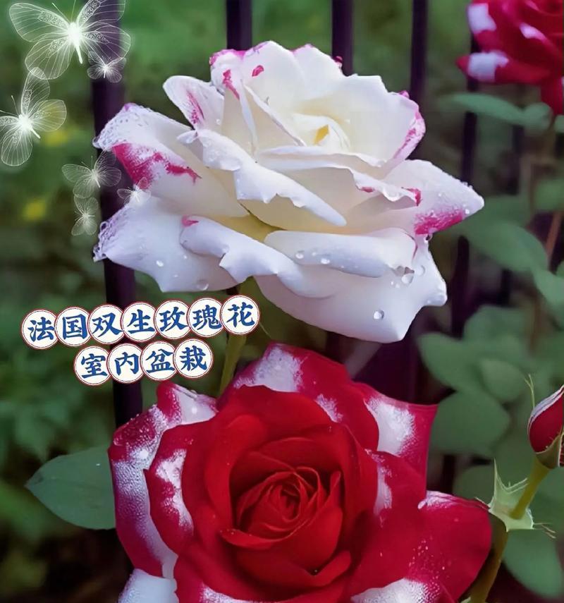 玫瑰花搭配哪种花寓意更佳？