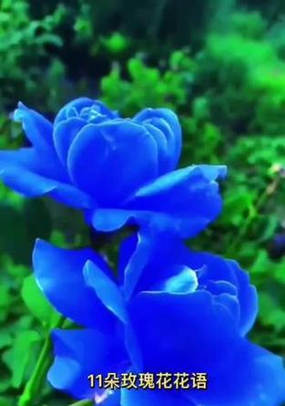 玫瑰仍然是玫瑰的花语是什么？它代表了哪些深层含义？