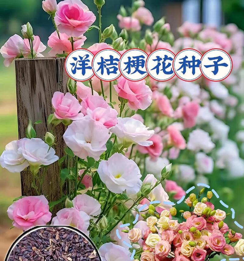 永恒不变的花语代表什么？