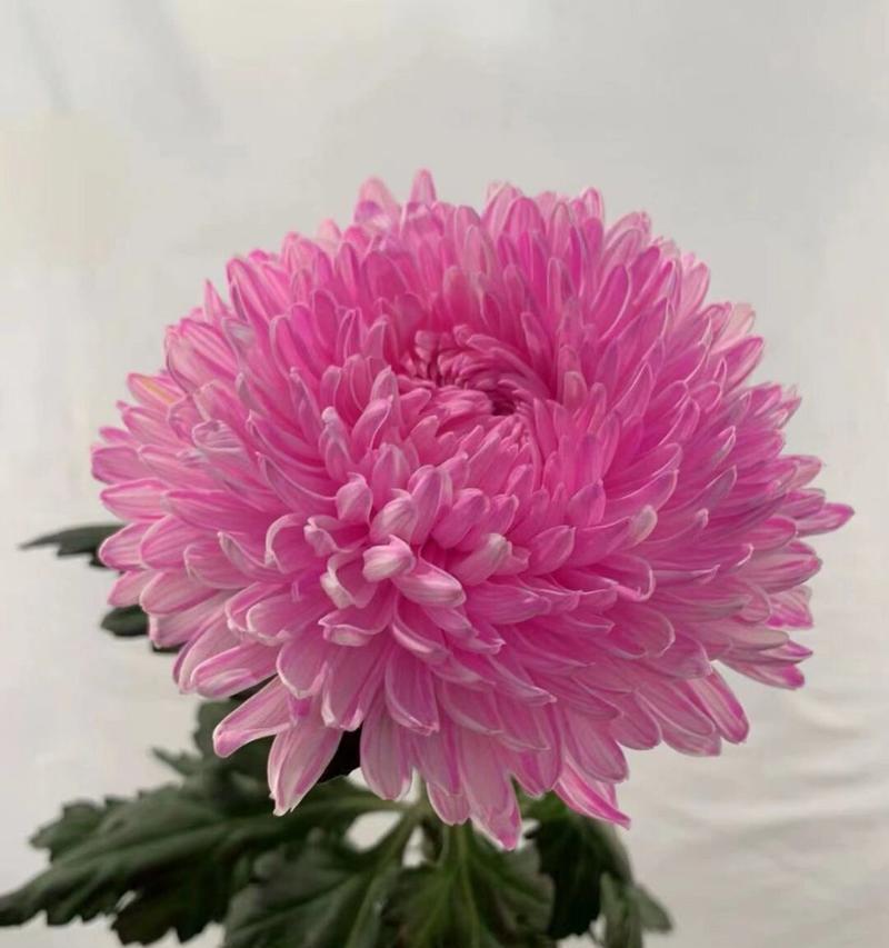 蜂窝菊花的寓意和花语是什么？