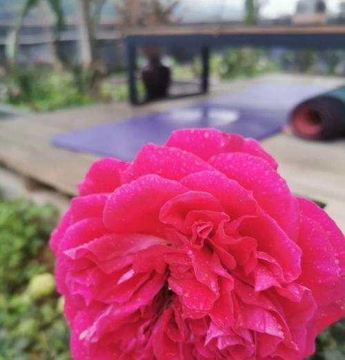 吵架后道歉用哪种花语最合适？如何通过花语表达歉意？