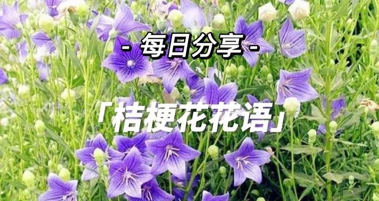 送给一生所爱的花语是什么？哪种花代表永恒的爱？