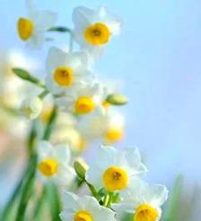自爱的花语代表什么？哪种花象征自爱？
