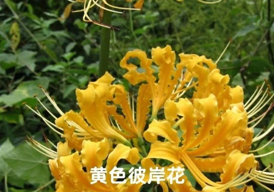 自爱的花语代表什么？哪种花象征自爱？