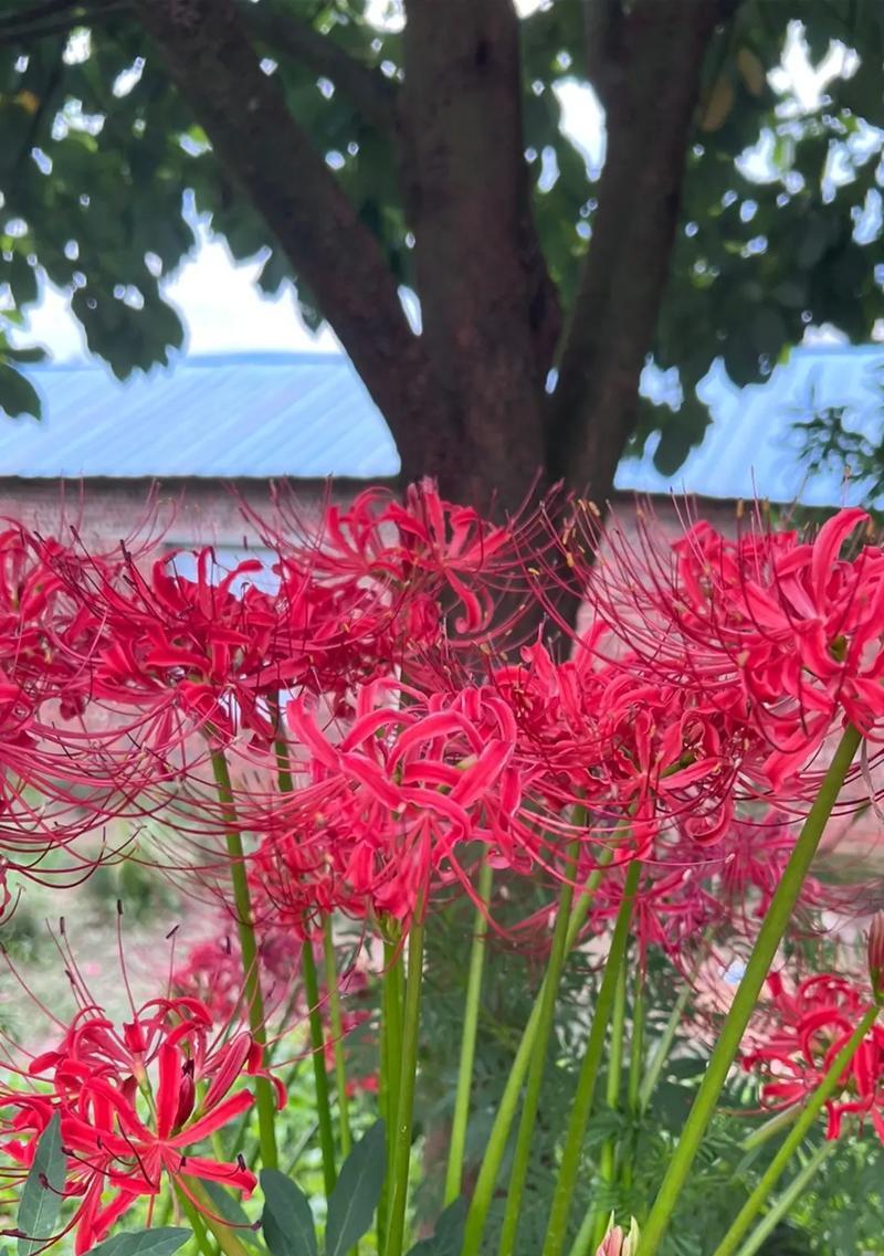 网友送的花的花语是什么？它有何含义？
