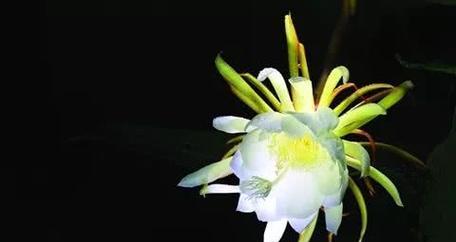 大岩头植物的花语是什么？代表了什么？