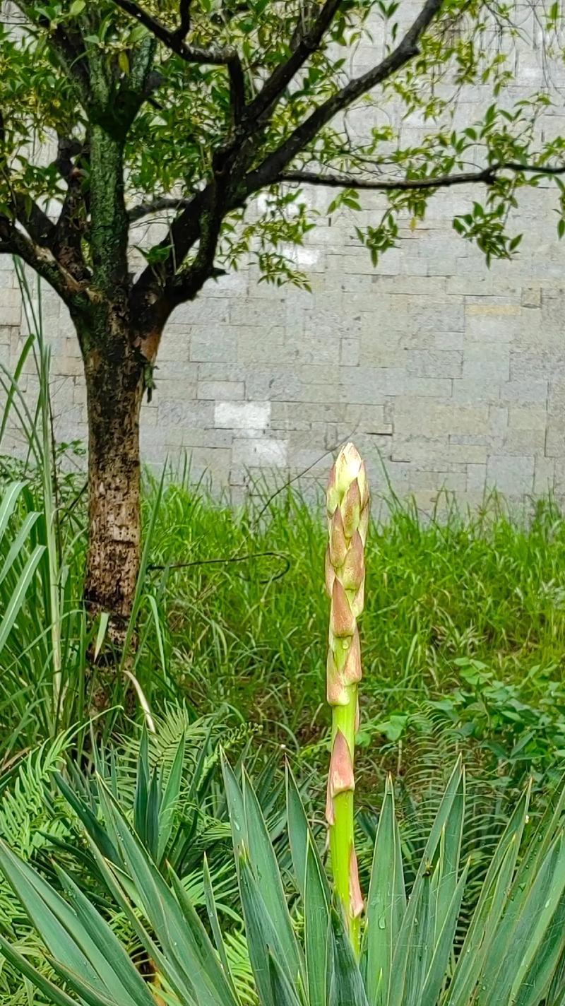 大岩头植物的花语是什么？代表了什么？