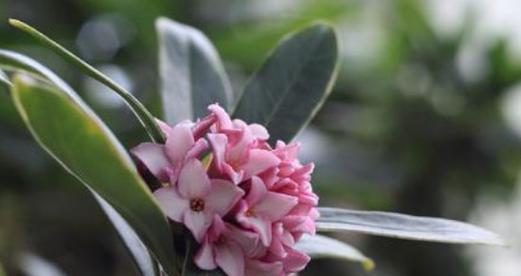 大岩头植物的花语是什么？代表了什么？