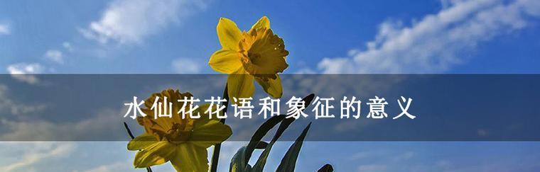 红枣的花语及其象征意义是什么？