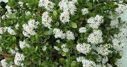 玉树的花语是什么意思？玉树象征着什么？