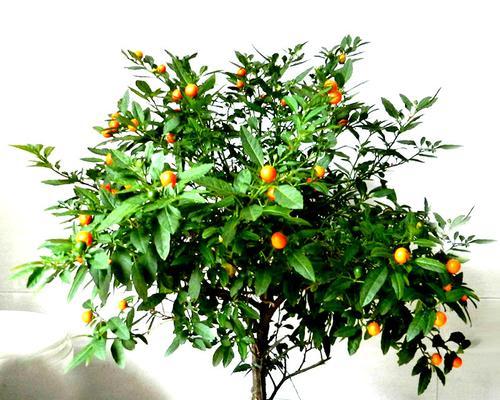 破镜重圆的花语有哪些？