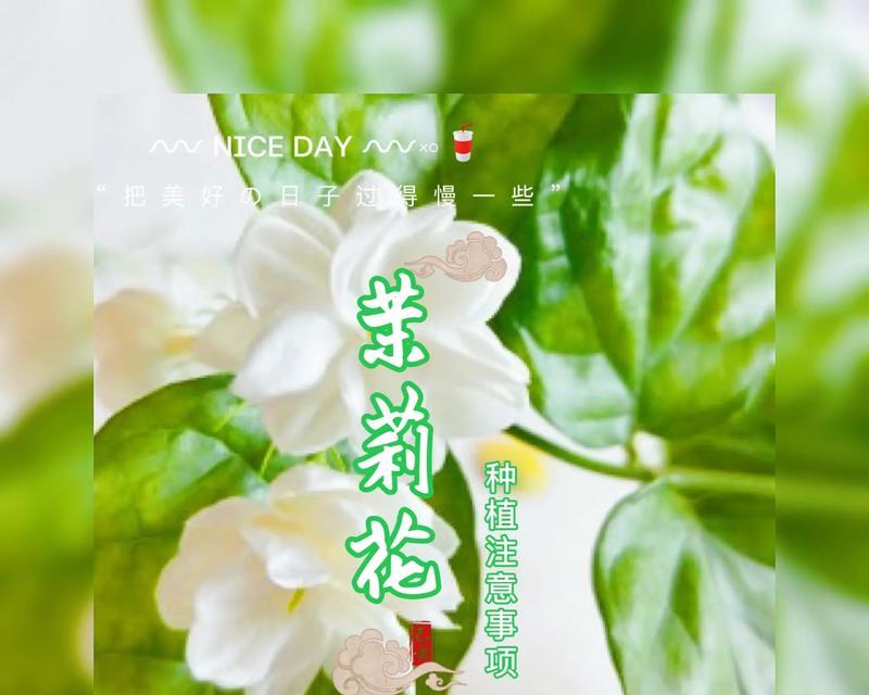 茉莉花结尾的花语含义是什么？