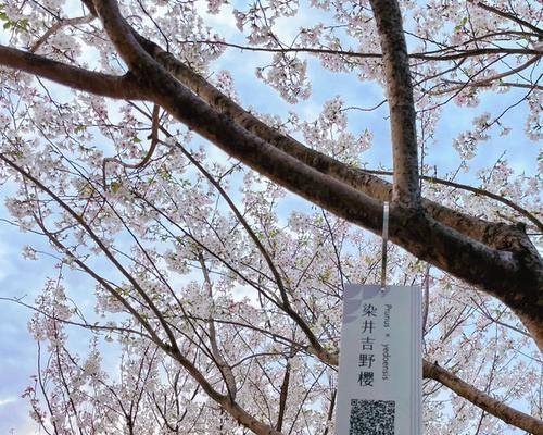 花语汀澜的深层含义是什么？