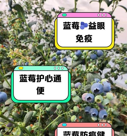 蓝莓作为花语有何特殊含义？